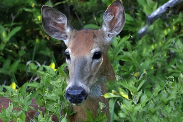 White tailed deer doe coming out of woods on farm type field edge in early summer

