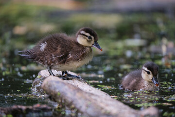 Young Wood Duck duckling standing on pond log while sibling passes by