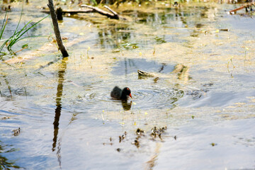 common gallinule chick
