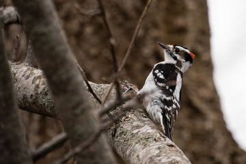 Hairy Woodpecker on tree.