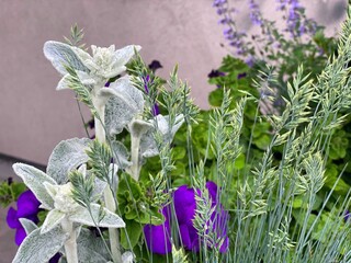 Beautiful herbs Lamb's Ear Stachys Byzantina evergreen perennial plant with velvety silvery wooly leaves. Purple petunia flowers. Ornamental grass Wheatgrass.