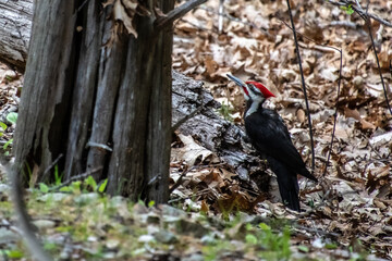 Pileated Woodpecker on the ground.