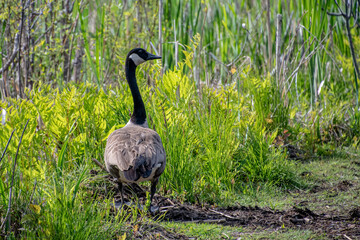 Canada goose along side of trail.