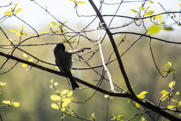 Eastern Phoebe pointing to the right.