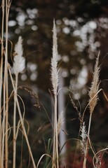 Fototapeta premium Plant 