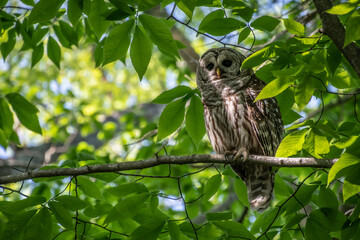 Barred Owl on branch in shadow.