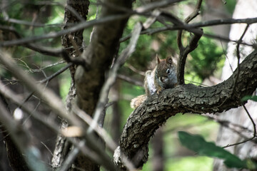 Red Squirrel On a Tree Branch