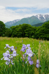 Obraz premium 岐阜県側から見る白山連峰