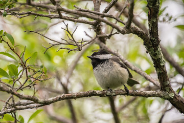 Black Capped Chickadee sitting on tree branch.