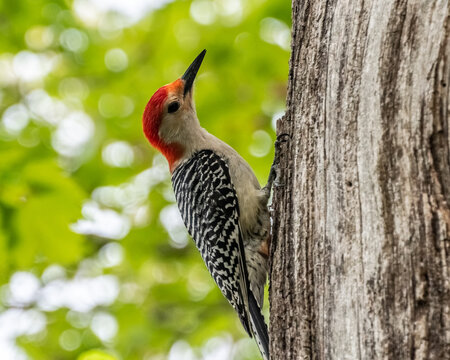 Red Bellied Woodpecker clinging to tree.