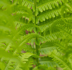 Bright green spring ostrich ferns with the tips of the ferns in the midground in focus.
