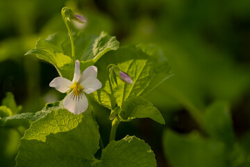 Single bloom on a wild white violet with a purple center and surrounded by green.
