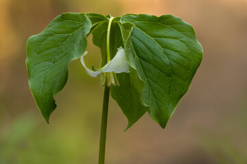 Single bloom on a wild nodding trillium with a with three green leaves and a background with shades...