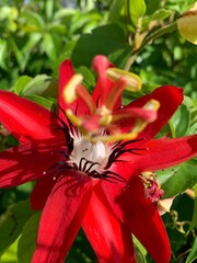 red and yellow flower
