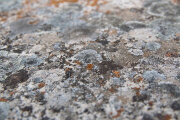 Moss, natural backgrund with grey- green mosses