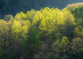 Spring Trees landscape