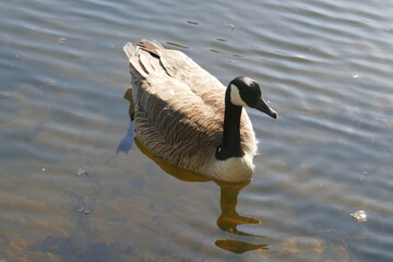 Canada goose floating and swimming