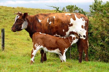 Obraz premium calf drinking milk from its mother in the field, cow