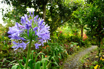 garden with purple flower