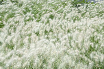 Blooming of decorative herb, grass, windy summer day