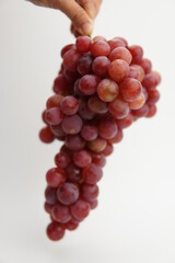 Hand holding fresh and ripe red grapes isolated in white background. Bunch of raw and juicy grapevines