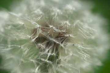 タンポポの綿毛 © Junoreda