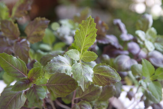 Purple basil, ocimum  basilicum plant, aromatic edible medicinal plant