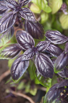 Purple basil, ocimum  basilicum plant, aromatic edible medicinal plant