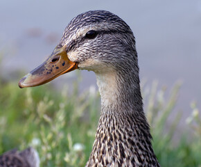 Portrait of a duck with water and grass behind it.