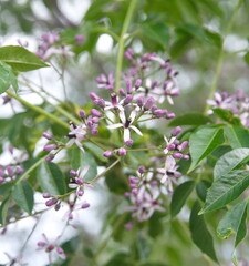 Blossom of Melia azedarach, ornamental decorative tree, commonly known as the chinaberry tree, Pride of India, bead-tree, Cape lilac, syringa berrytree, Persian lilac, Indian lilac