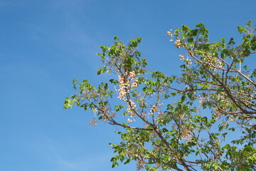 Blossom of Melia azedarach, ornamental decorative tree, commonly known as the chinaberry tree, Pride of India, bead-tree, Cape lilac, syringa berrytree, Persian lilac, Indian lilac