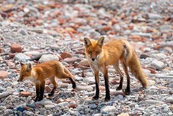 A fox and its pup out for a walk on a rocky shore
