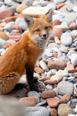 A young fox pup sits for a portrait