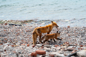 A fox and its young pup walks along a shoreline