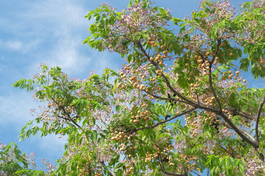 Blossom of Melia azedarach, ornamental decorative tree, commonly known as the chinaberry tree, Pride of India, bead-tree, Cape lilac, syringa berrytree, Persian lilac, Indian lilac