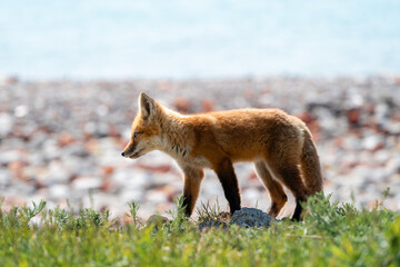 A young fox walks across a patch of grass