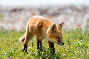 A young fox tentatively explores its surroundings