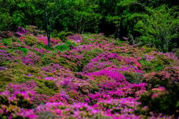 万年山のミヤマキリシマ