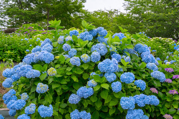 響山のアジサイ