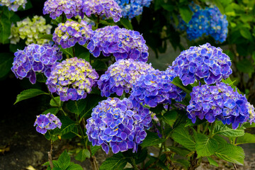 響山のアジサイ
