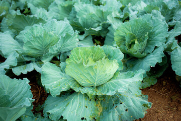 Cabbage on planted.