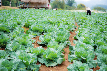 Cabbage with farmers in farm.