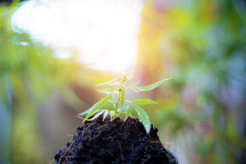 Cannabis plant on soil.