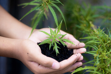 Hands with cannabis plant.