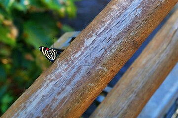 Photos various motifs