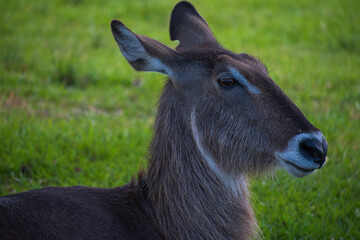  Waterbucks, species of African mammals, eat and relax on the green grass after a few days of rain at a wildlife refuge/conservation park.