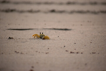 a small crab outside of its burrow on the beach in ft pierce florida