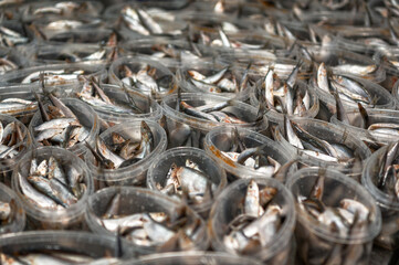 Lots of plastic jars filled with sea sprat. Canned fish.