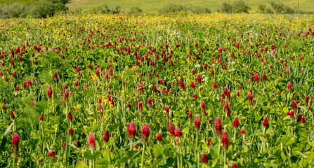 Agricultural field of flowering crimson clover (Trifolium incarnatum) in the springtime. Selective focus.