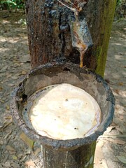 sap from rubber trees tapped in containers